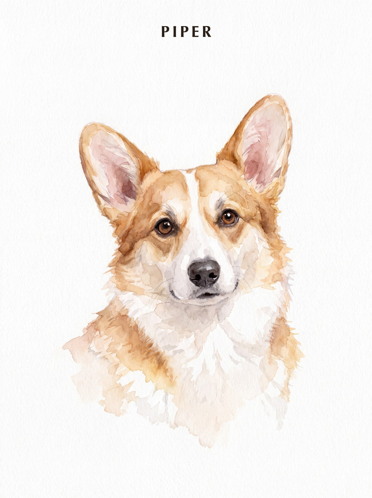 Watercolour pet portrait, one dog — PIPER