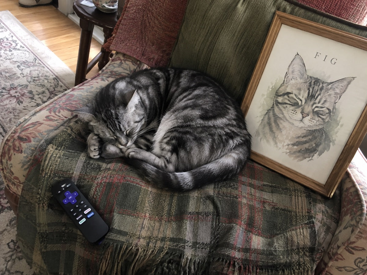 Illustrative scene: Fig sleeping on a worn armchair beside his portrait